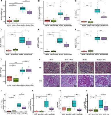 Resveratrol Modulates the Gut Microbiota and Inflammation to Protect Against Diabetic Nephropathy in Mice